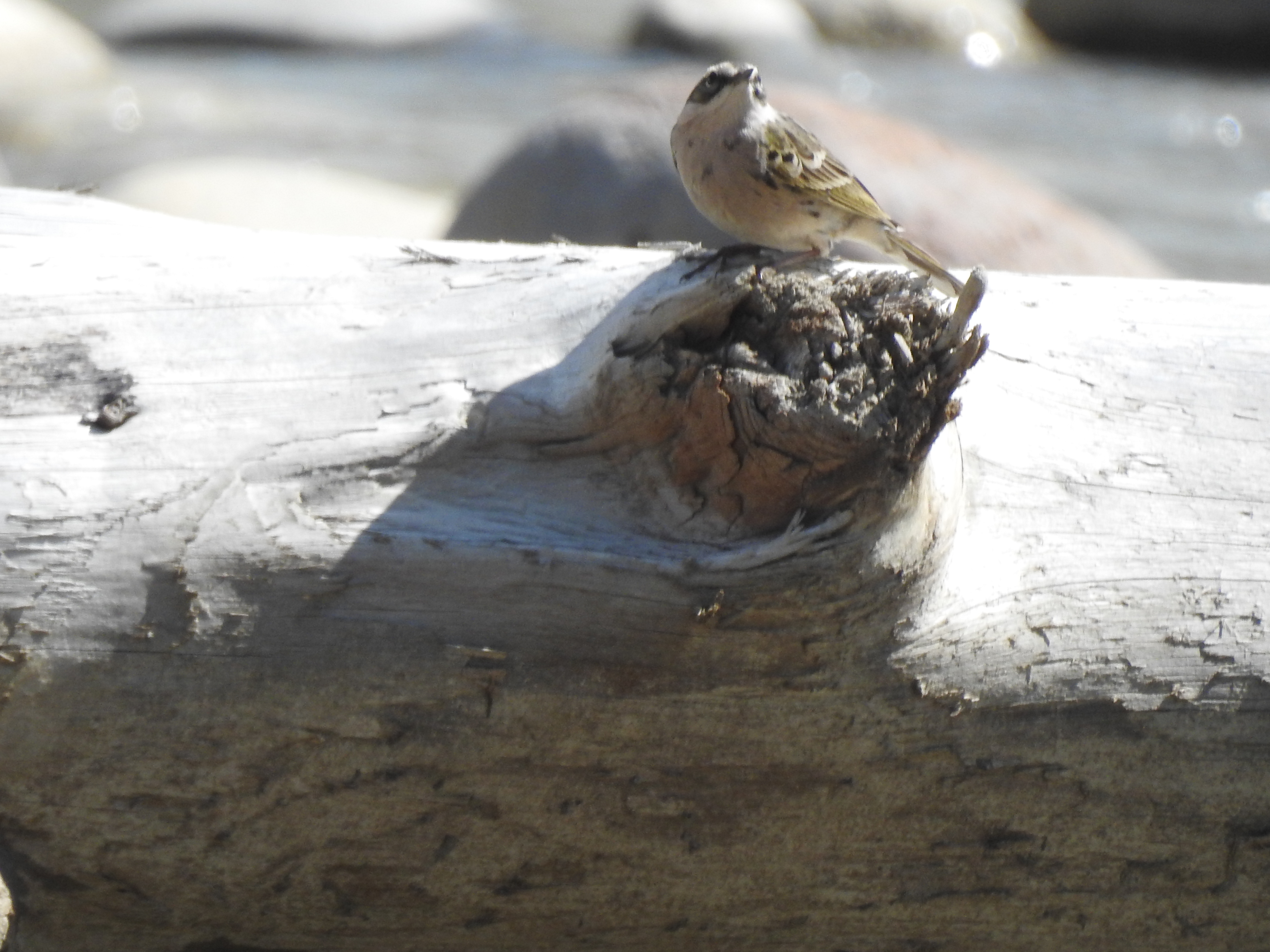 Water pipit