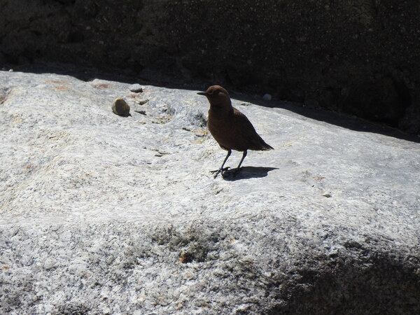 Brown dipper
