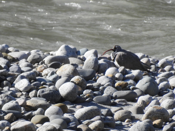 Ibisbill