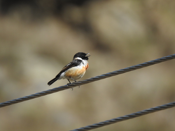 Siberian stonechat
