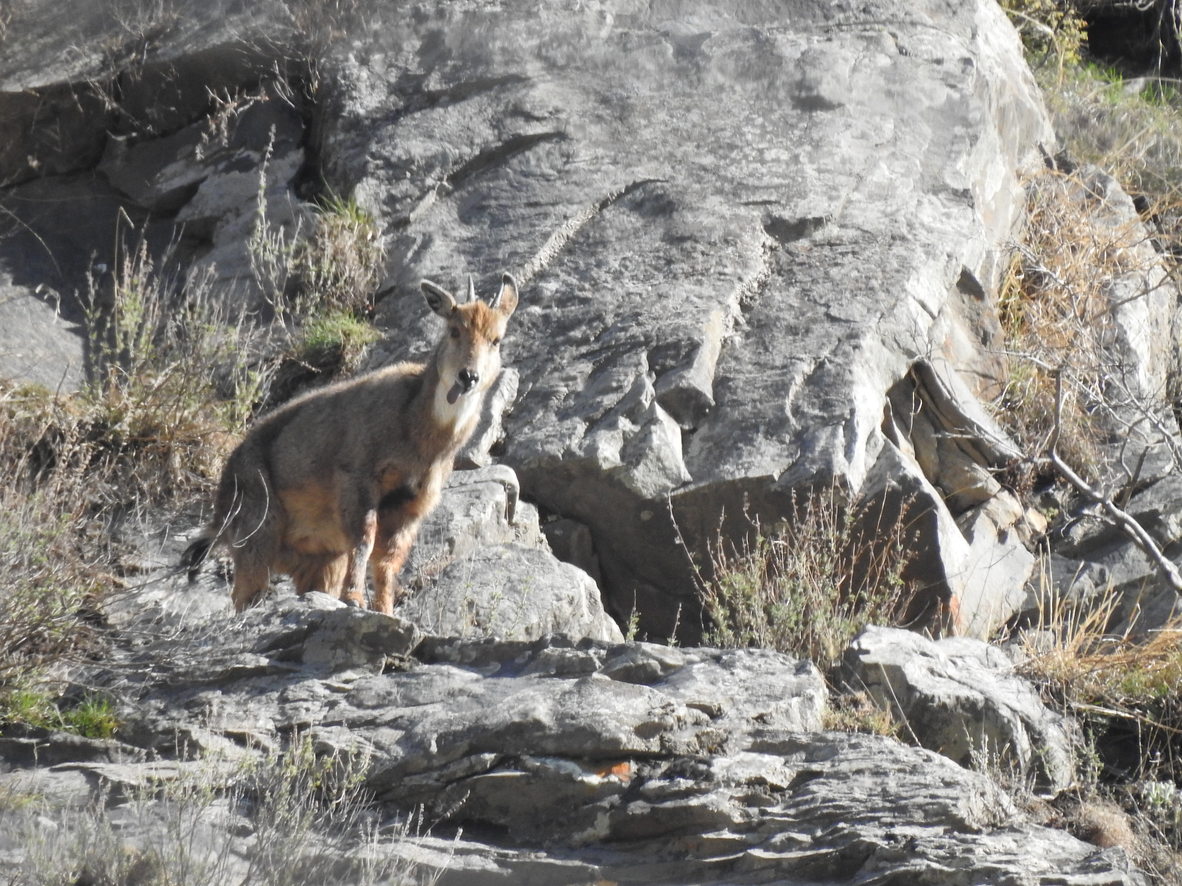 Goral on the ridge
