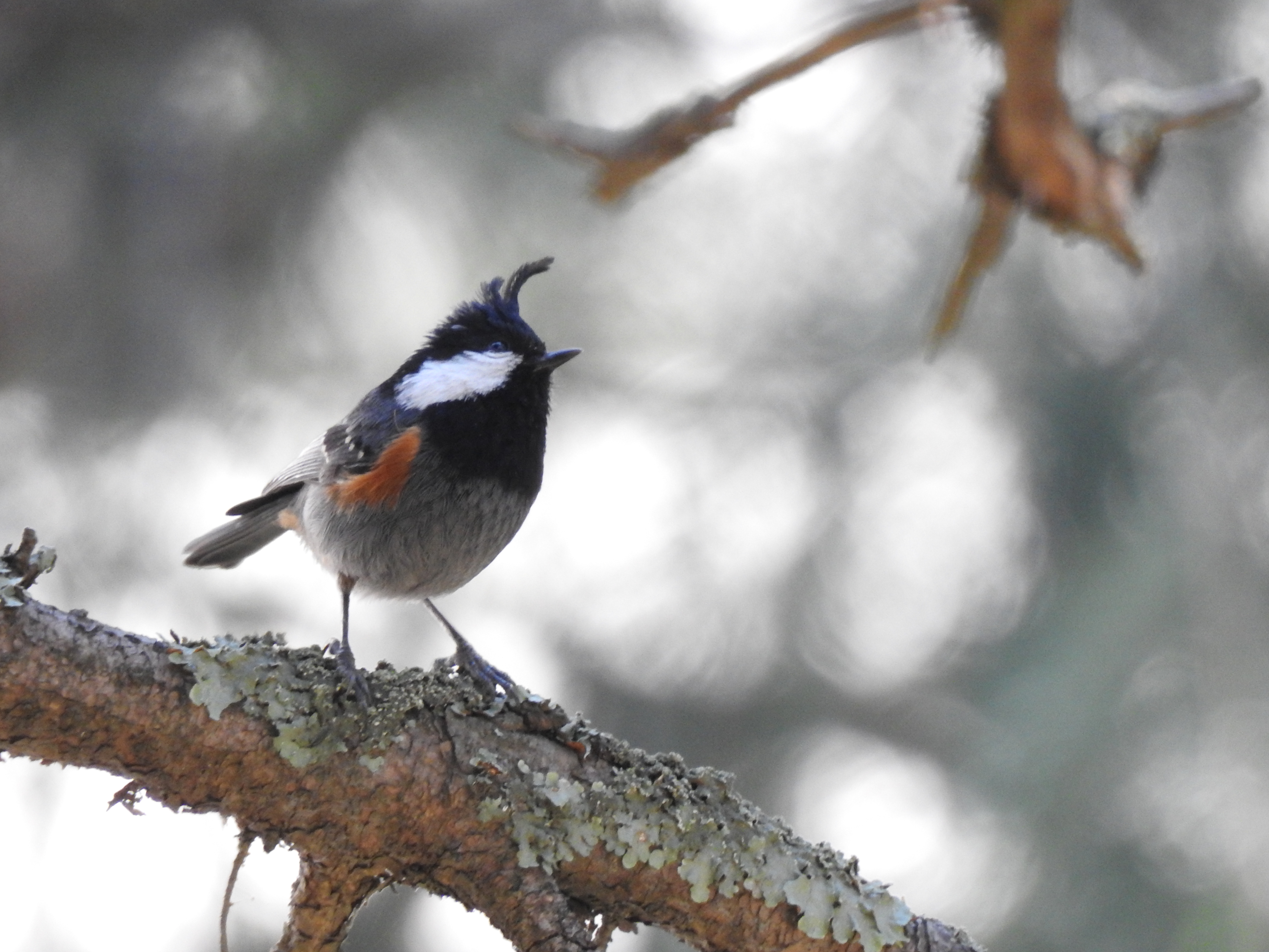 Coal tit